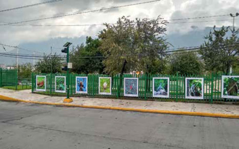 Imagen 4. Exposición de fotografía de aves endémicas del municipio. Fotografía digital impresa sobre lona. Ubicada en el Parque lineal Clouthier, San Pedro Garza García, Nuevo León. Fuente: Antonio Pichardo Murillo.